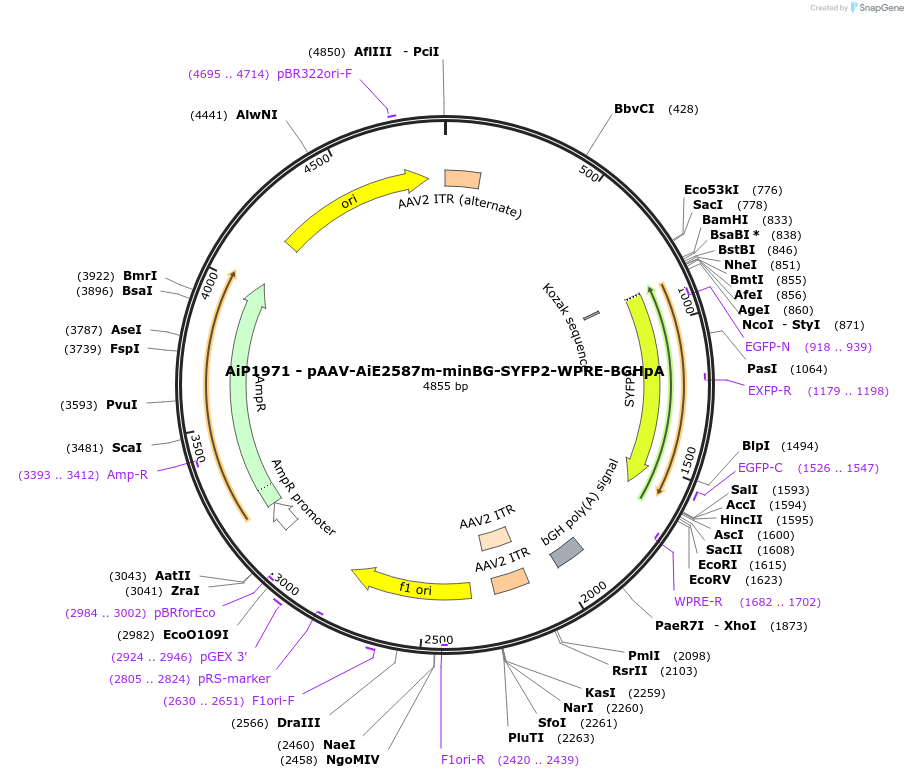 214599-plasmid-map-sequence-id-433196