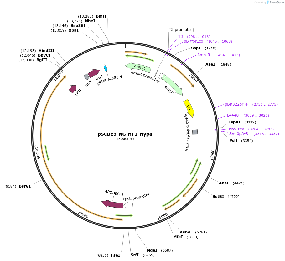 218162-plasmid-map-sequence-id-433200