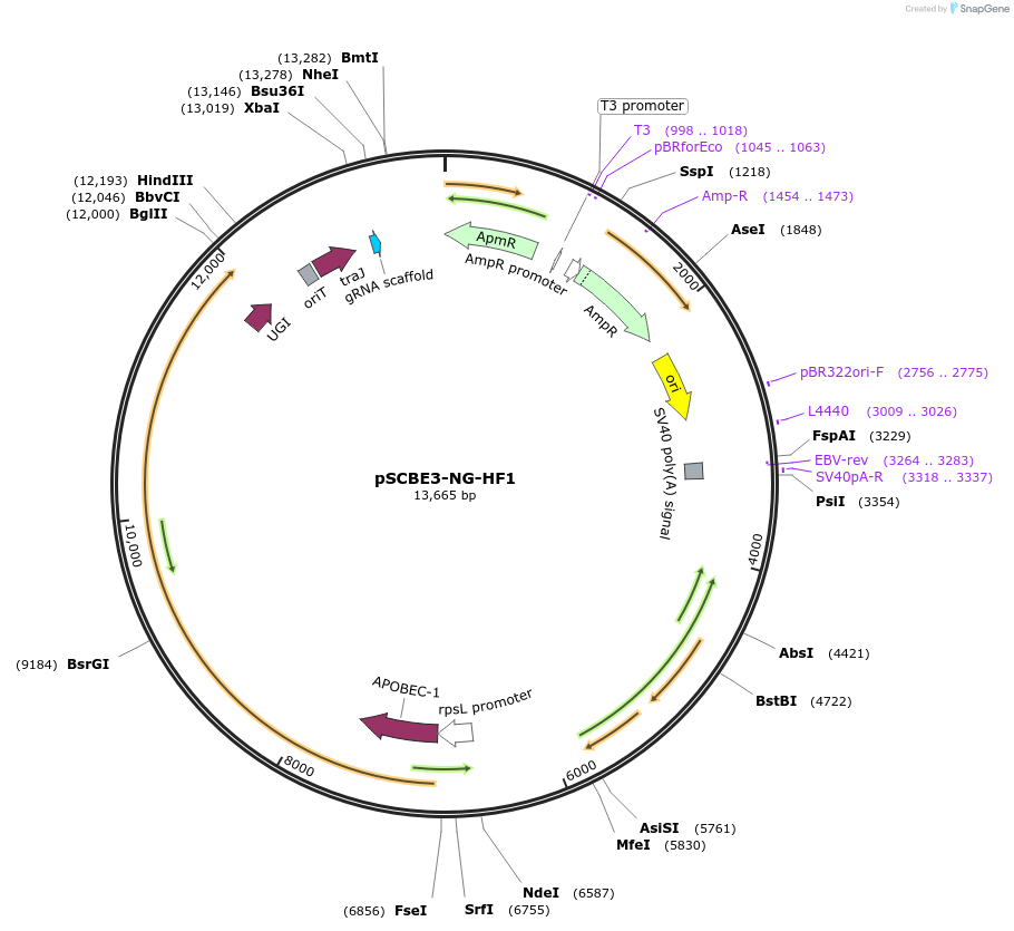 218160-plasmid-map-sequence-id-433202