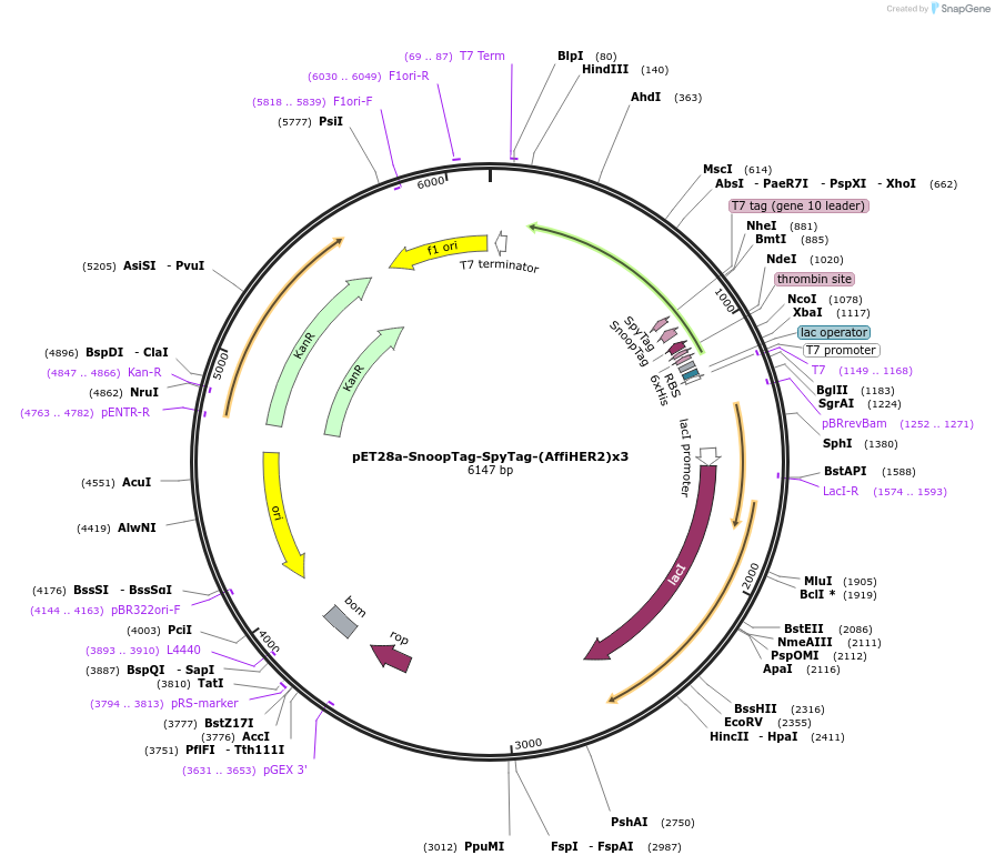 216281-plasmid-map-sequence-id-433204