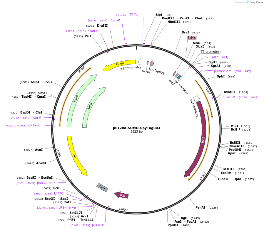 216282-plasmid-map-sequence-id-433205