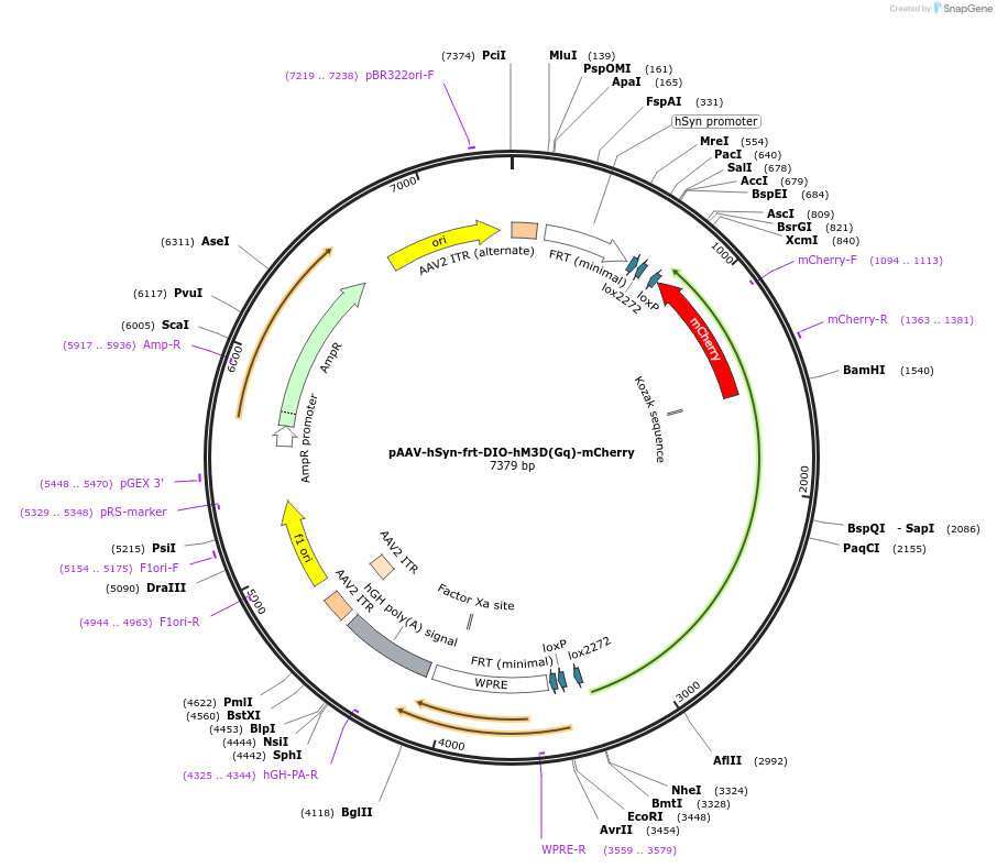 217397-plasmid-map-sequence-id-433248