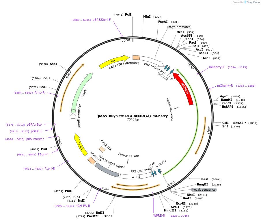 217398-plasmid-map-sequence-id-433249