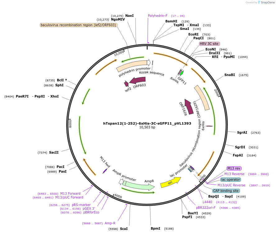 216382-plasmid-map-sequence-id-433268