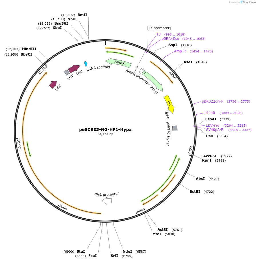 218166-plasmid-map-sequence-id-433270