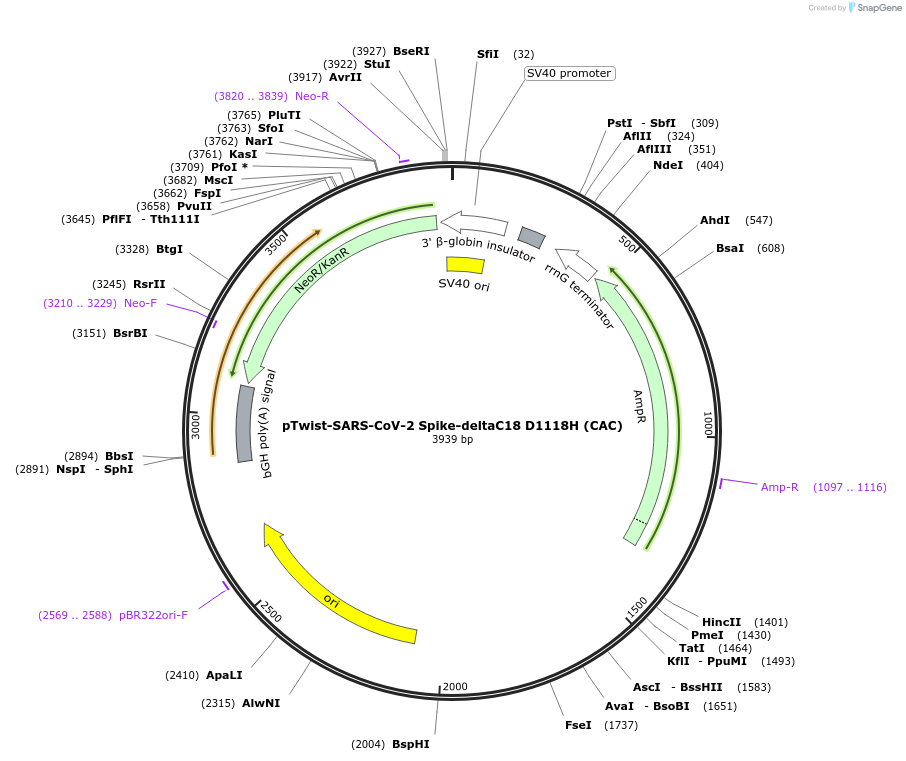 212343-plasmid-map-sequence-id-433279