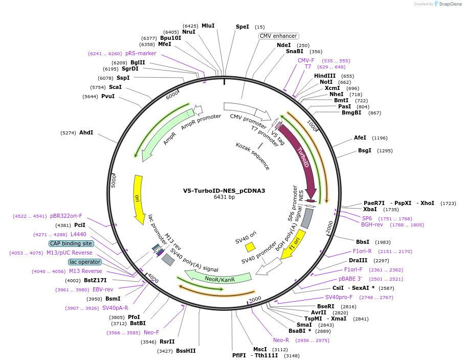 107169-plasmid-map-sequence-id-433307