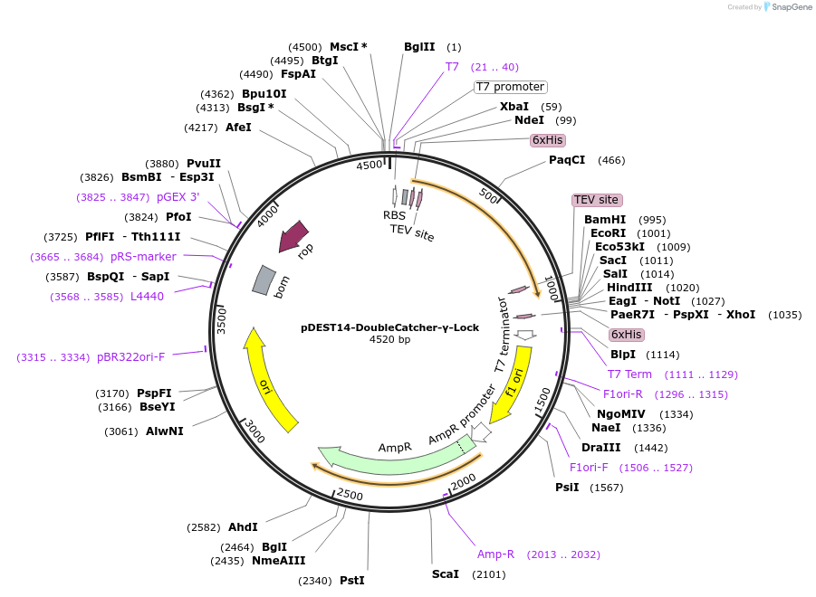 216288-plasmid-map-sequence-id-433338