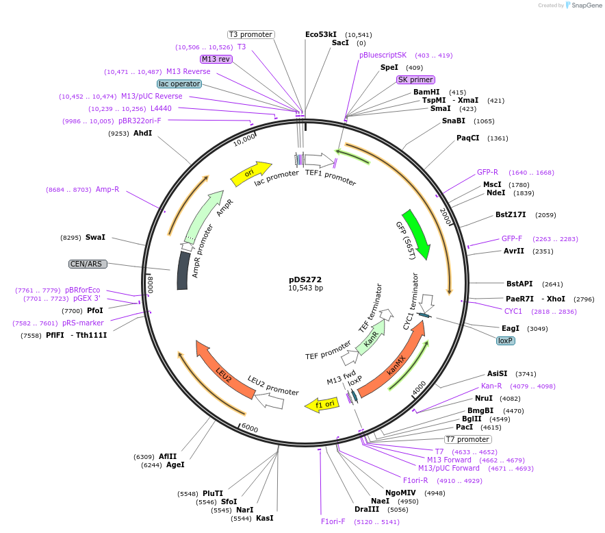 34975-plasmid-map-sequence-id-43334