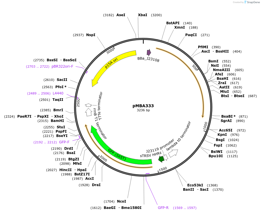 214745-plasmid-map-sequence-id-433355