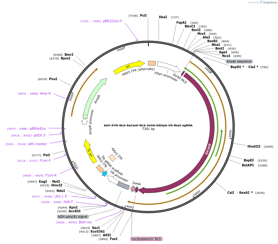 218710-plasmid-map-sequence-id-433357