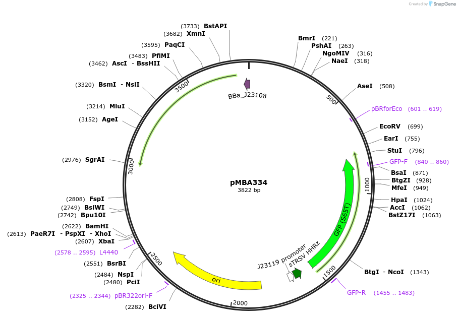 214746-plasmid-map-sequence-id-433358
