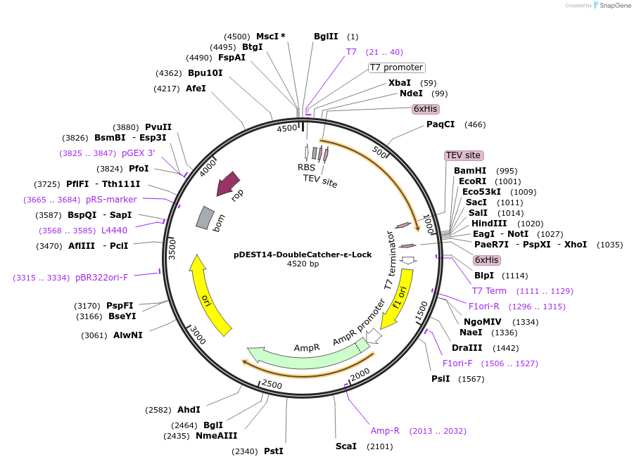 216290-plasmid-map-sequence-id-433359