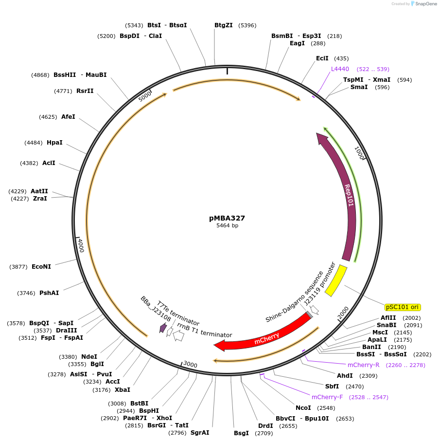 214747-plasmid-map-sequence-id-433361