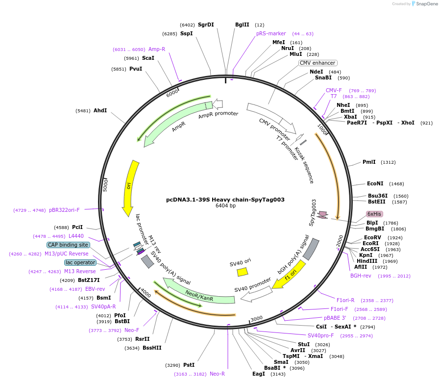 216296-plasmid-map-sequence-id-433365
