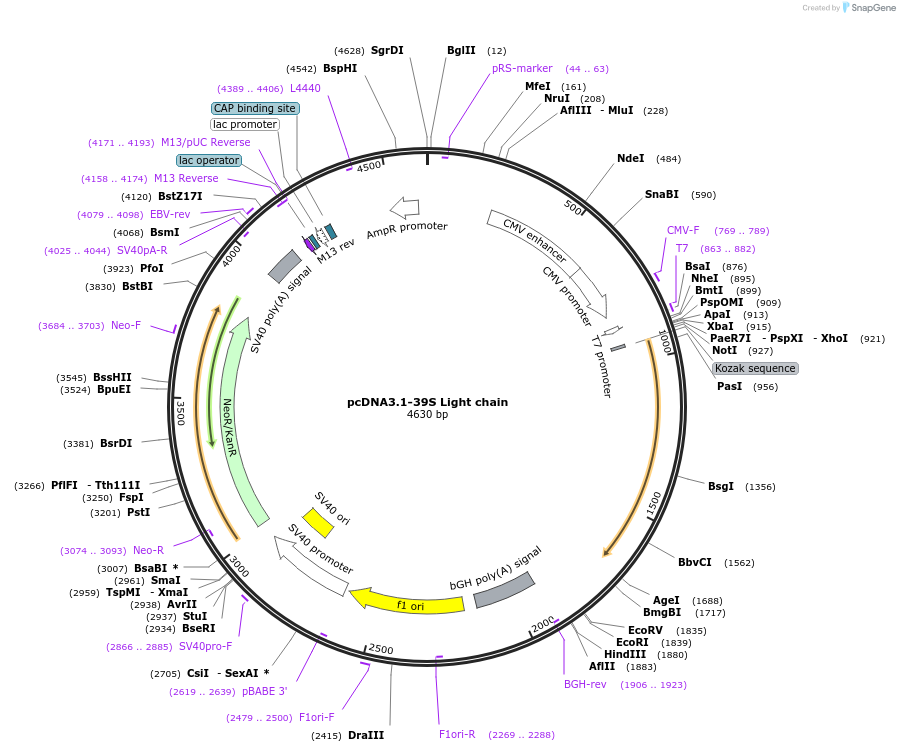 216297-plasmid-map-sequence-id-433366