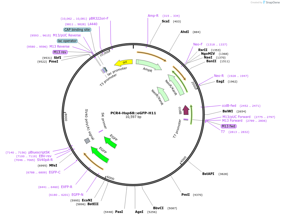211941-plasmid-map-sequence-id-433367