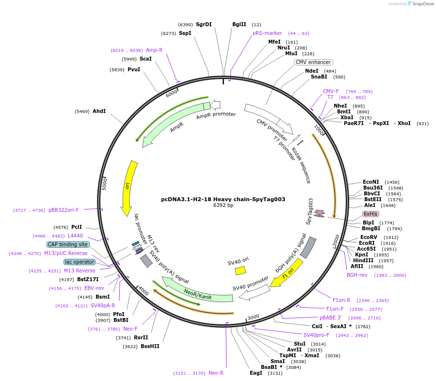 216307-plasmid-map-sequence-id-433370