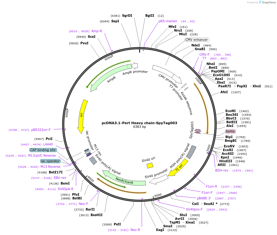 216309-plasmid-map-sequence-id-433372