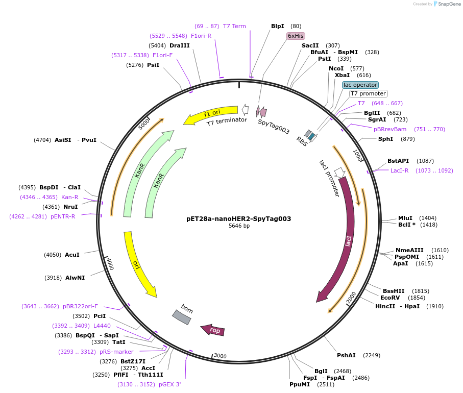 216312-plasmid-map-sequence-id-433378