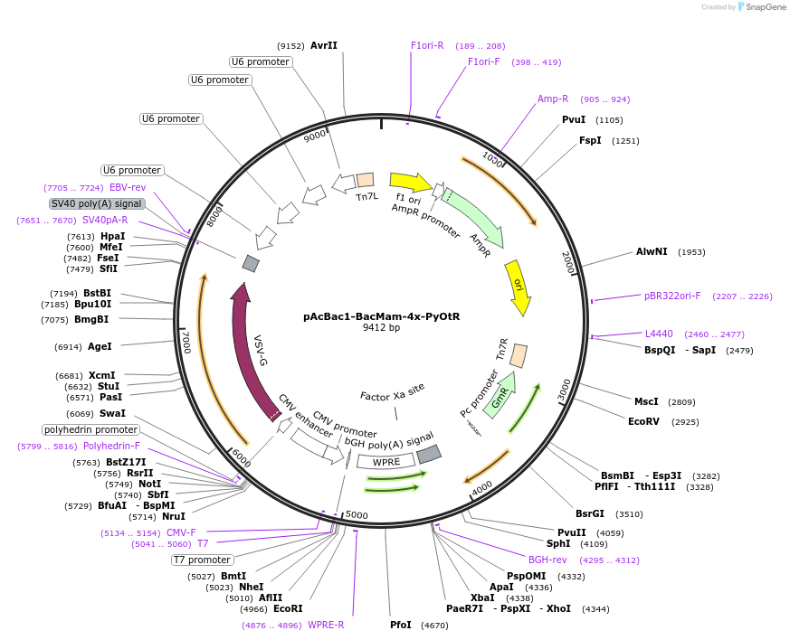 217364-plasmid-map-sequence-id-433381