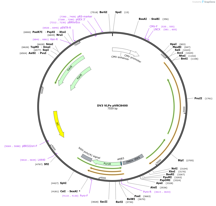 63163-plasmid-map-sequence-id-433426