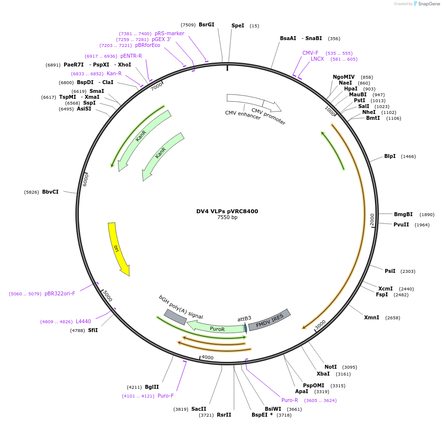 63164-plasmid-map-sequence-id-433428