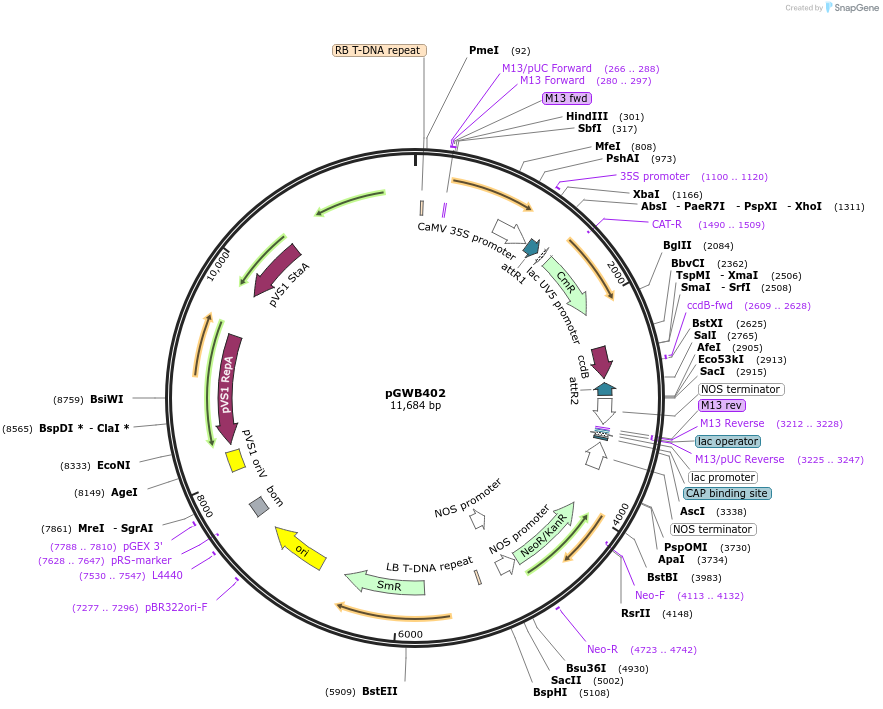 74796-plasmid-map-sequence-id-433436