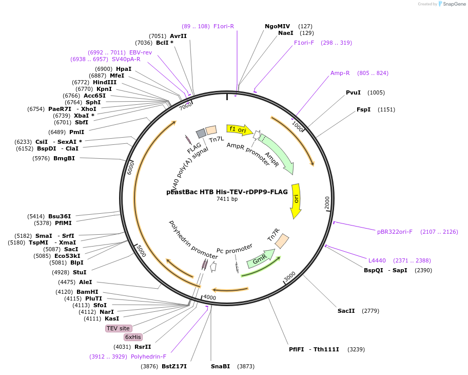 217328-plasmid-map-sequence-id-433437