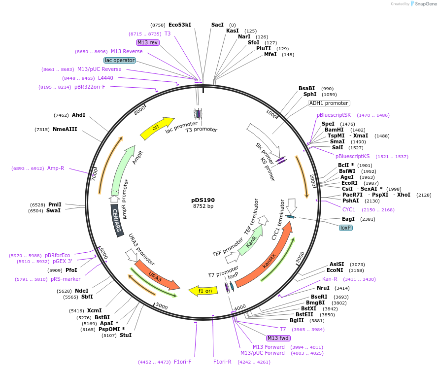 34977-plasmid-map-sequence-id-43345