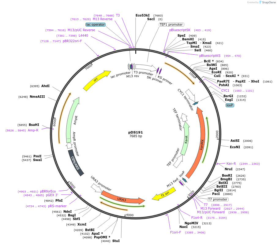 34978-plasmid-map-sequence-id-43347