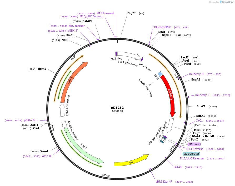 34983-plasmid-map-sequence-id-43353