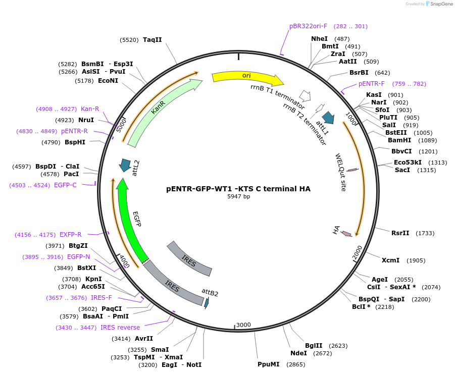 217642-plasmid-map-sequence-id-433565