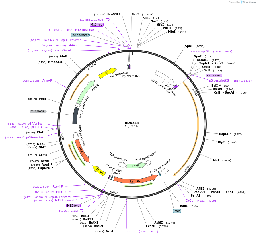 34982-plasmid-map-sequence-id-43357