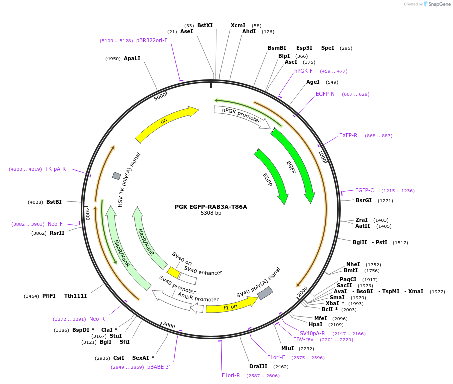 206149-plasmid-map-sequence-id-433587