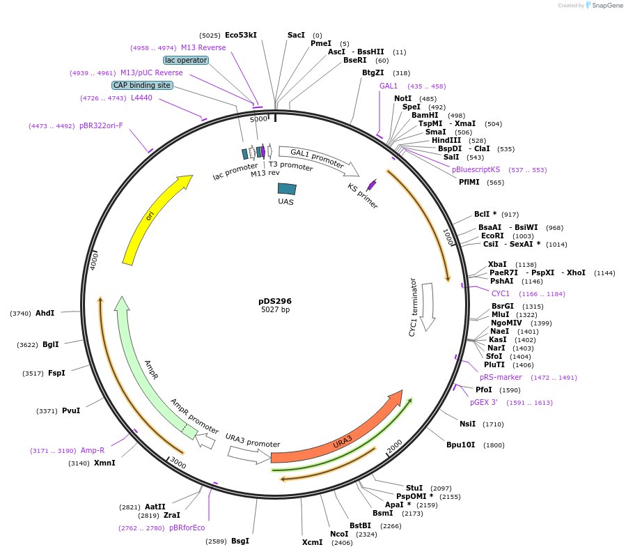 34985-plasmid-map-sequence-id-43362