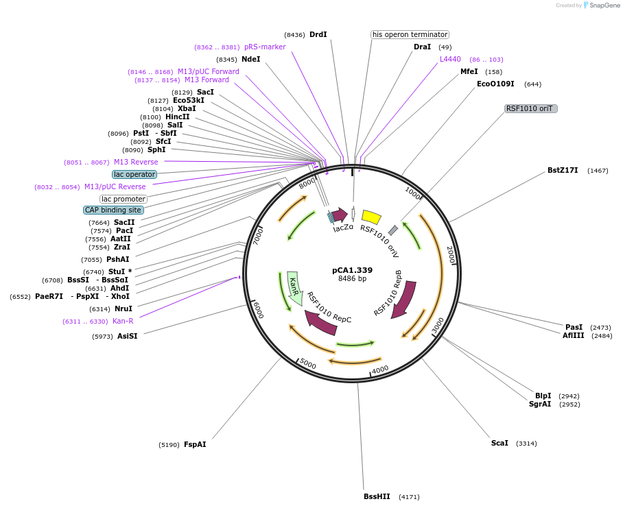 203951-plasmid-map-sequence-id-433627