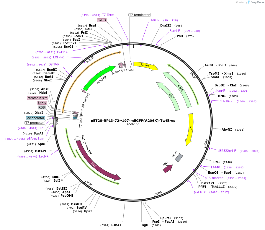 208625-plasmid-map-sequence-id-433638