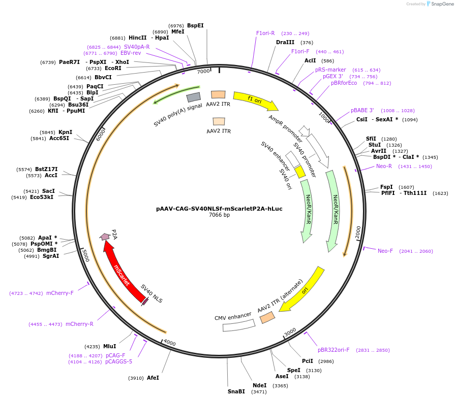 218793-plasmid-map-sequence-id-433642