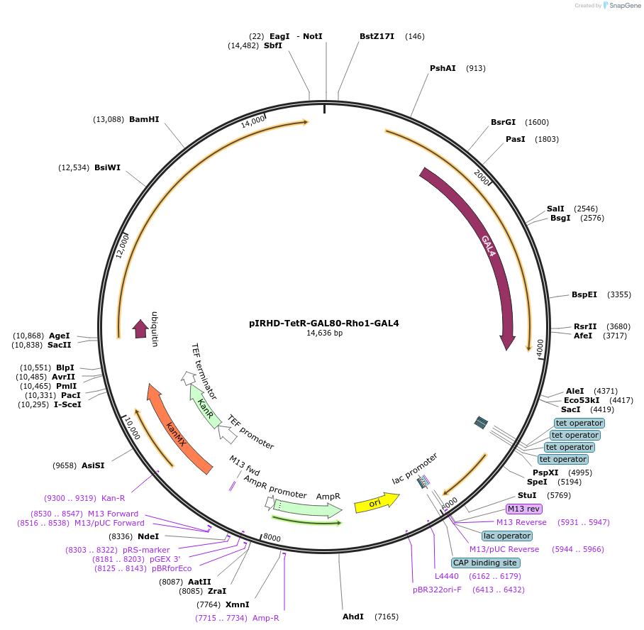 218274-plasmid-map-sequence-id-433660