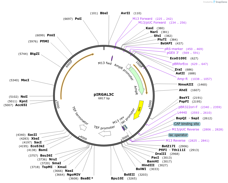 218275-plasmid-map-sequence-id-433661