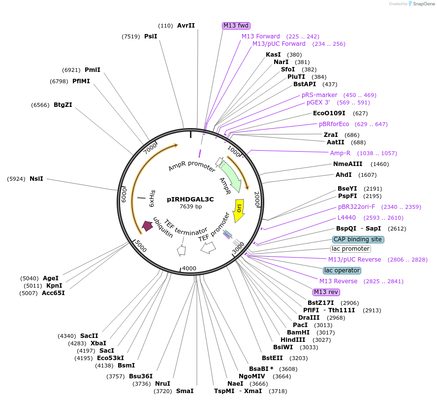 218276-plasmid-map-sequence-id-433677