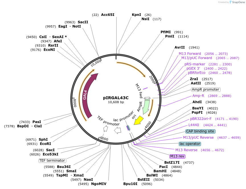 218278-plasmid-map-sequence-id-433680