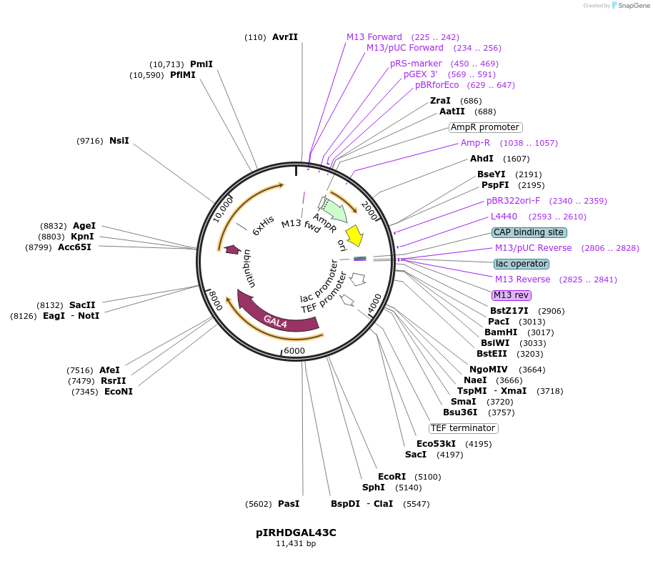 218279-plasmid-map-sequence-id-433681