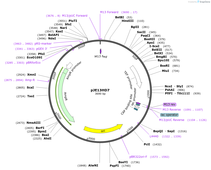 218281-plasmid-map-sequence-id-433683
