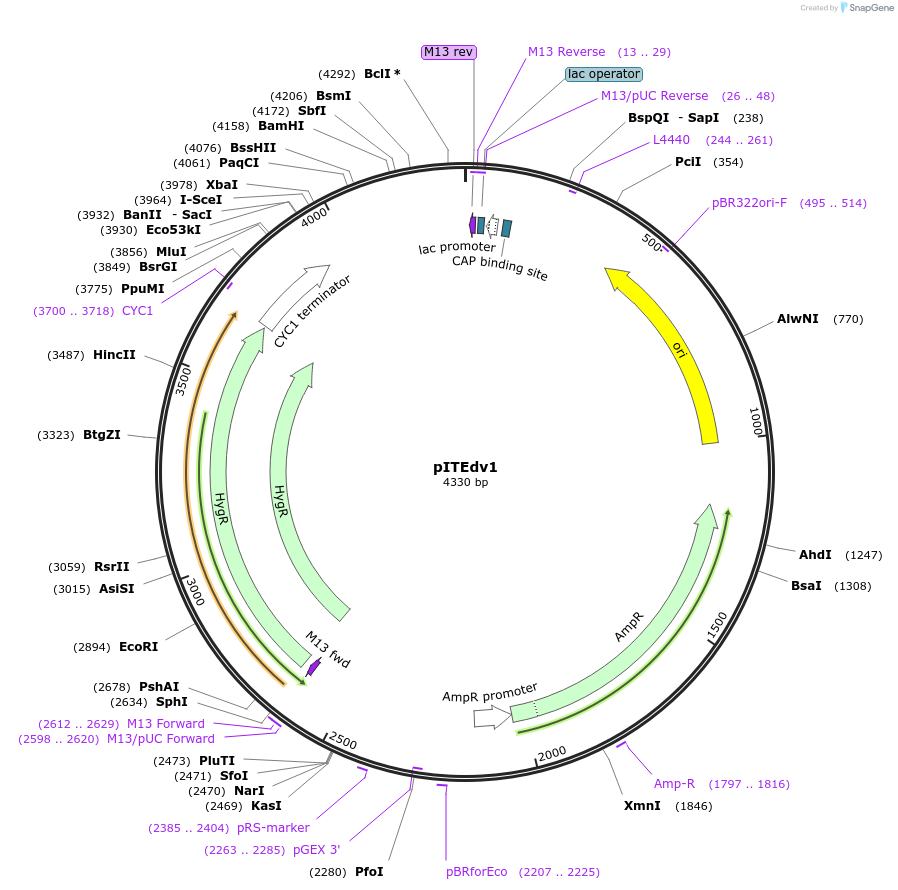 218283-plasmid-map-sequence-id-433685