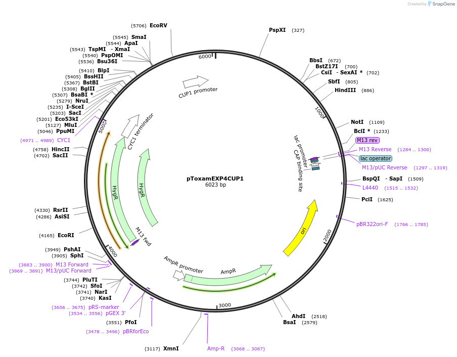 218284-plasmid-map-sequence-id-433686