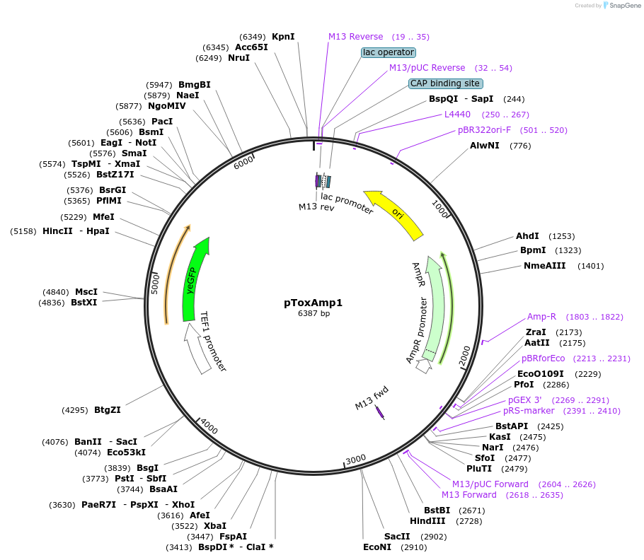 218285-plasmid-map-sequence-id-433687