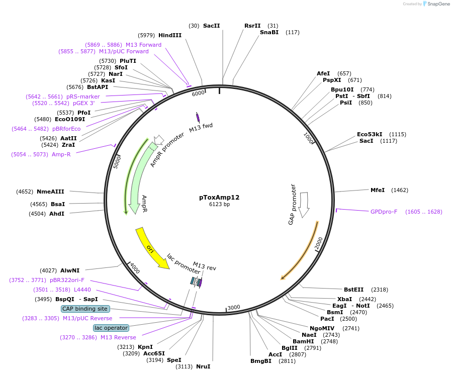218286-plasmid-map-sequence-id-433688