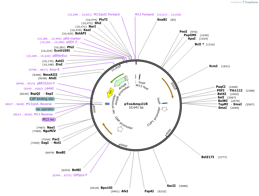218287-plasmid-map-sequence-id-433689
